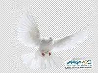 تصویر با کیفیت کبوتر سفید در حال پرواز