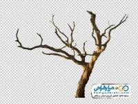 عکس png درخت خشکیده