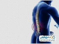تصویر با کیفیت ستون فقرات