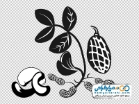 عکس وکتوری بادام زمینی