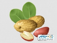 تصویر وکتوری بادام زمینی