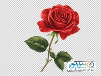 تصویر وکتوری شاخه گل رز زیبا