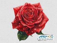 عکس وکتوری گل رز قرمز با قطره های شبنم