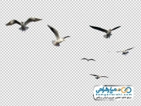 عکس png کبوتران در حال پرواز