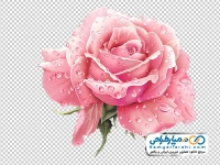 عکس وکتوری گل رز صورتی با قطره های شبنم