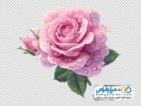 نقاشی آبرنگی گل رز صورتی با قطره های شبنم