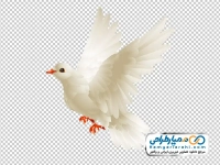 عکس وکتوری کبوتر سفید