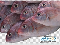 تصویر png ماهی پاندورا