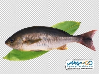 تصویر png ماهی قزل آلا
