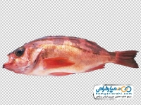 تصویر png ماهی سوف قرمز