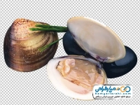 تصویر png صدف