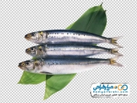 تصویر png ماهی ساردین