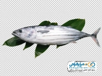 تصویر با کیفیت ماهی تن