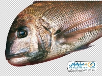 تصویر png ماهی خام