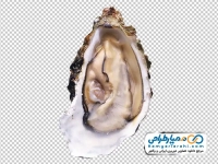 تصویر با کیفیت صدف