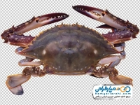 تصویر png خرچنگ