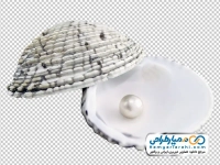 تصویر png مروارید داخل صدف