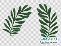 تصویر وکتوری برگ نخل گرمسیری