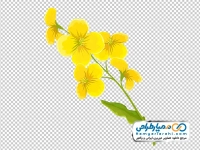 تصویر png گل کانولا زرد