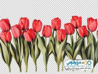 تصویر وکتوری گل های لاله قرمز با فرمت png