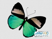 تصویر وکتوری پروانه سبز