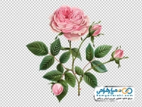 تصویر با کیفیت گل رز صورتی با برگ های سبز
