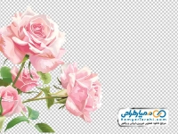 تصویر وکتوری گل رز صورتی آبرنگی