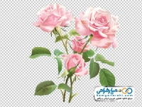 عکس وکتوری گل رز صورتی آبرنگی