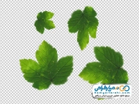 تصویر png برگ افرا