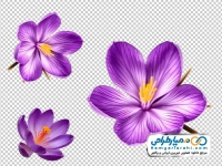 تصویر بدون پس زمینه گل زعفران