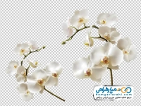 تصویر با کیفیت شاخه گل ارکیده سفید
