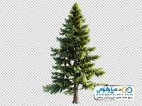 تصویر png درخت صنوبر