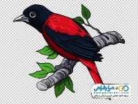 تصویر وکتوری پرنده اوریول مارون