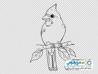 تصویر سیاه و سفید پرنده نشسته روی شاخه با فرمت png