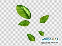 فایل png برگ درخت