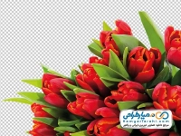 تصویر png دسته گل لاله قرمز