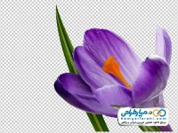 عکس با کیفیت گل زعفران