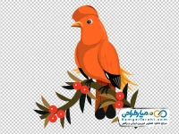 تصویر وکتوری پرنده زینتی نارنجی