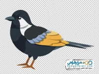تصویر کارتونی پرنده مشکی زیبا