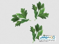 تصویر png برگ جعفری