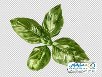 تصویر وکتوری برگ ریحان