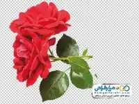 تصویر دوربری شاخه گل رز قرمز