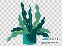 تصویر با کیفیت گیاه آپارتمانی در گلدان