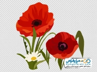 تصویر با کیفیت گل خشخاش قرمز