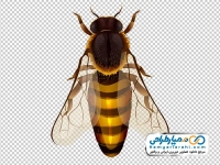 دانلود تصویر png زنبور عسل