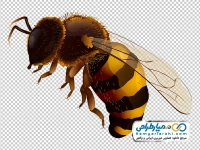 فایل png زنبور عسل