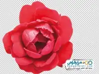 تصویر png گل رز قرمز