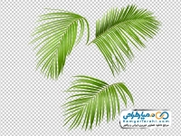 دانلود تصویر وکتوری برگ درخت گرمسیری