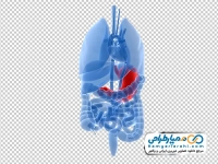تصویر png آناتومی اعضای داخلی بدن ناحیه شکم