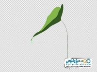 تصویر وکتوری برگ با قطره شمیم